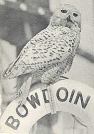 Bowdoin Owl